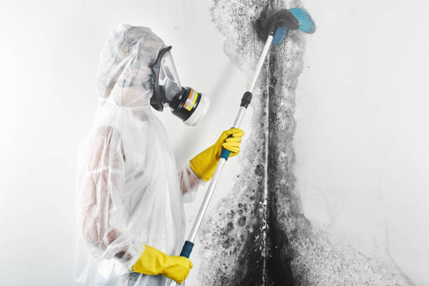 Best Asbestos and Lead Testing During Mold Inspection  in Isle Of Hope, GA