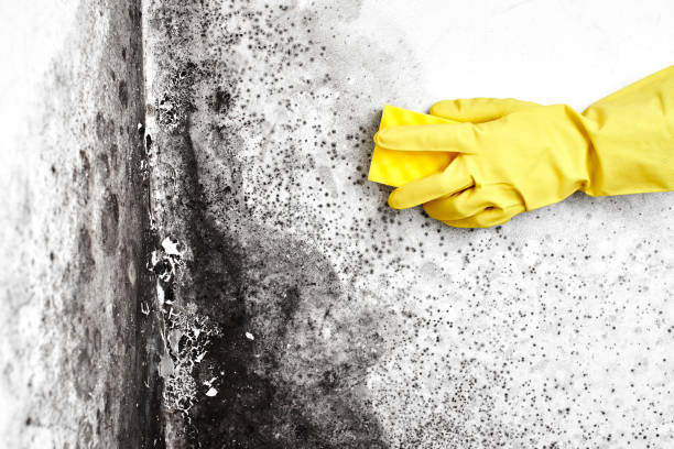 Best Mold Odor Removal Services  in Isle Of Hope, GA