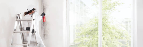 Best Attic Mold Removal  in Isle Of Hope, GA